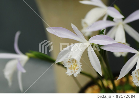 プレイオネ　Pleione 88172084