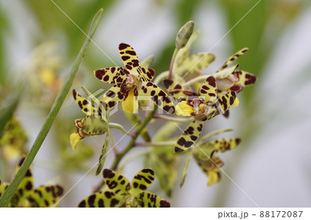 アンセリア アフリカーナ　Ansellia africana 88172087