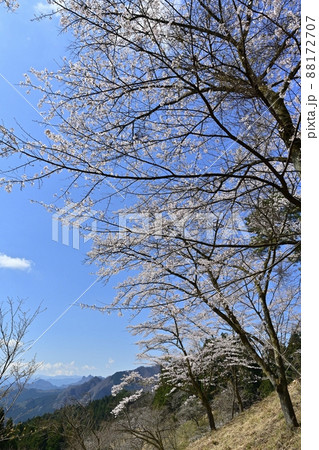 妙義山麓の県立森林公園さくらの里と西上州の山々 88172707