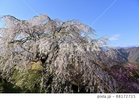 妙義山麓の県立森林公園さくらの里と西上州の山々に荒船山 88172715