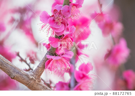 羽根木公園の梅 88172765