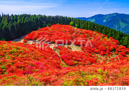葛城山 鮮やかなヤマツツジの絶景 88172839