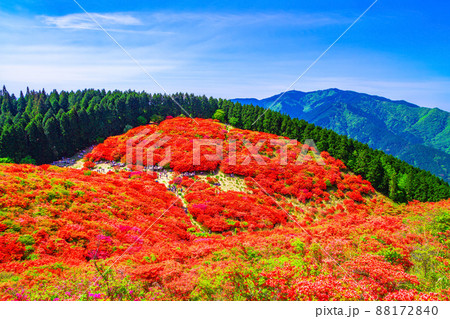 葛城山 鮮やかなヤマツツジの絶景 88172840