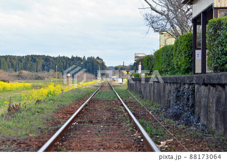 菜の花が咲く春のいすみ鉄道 88173064