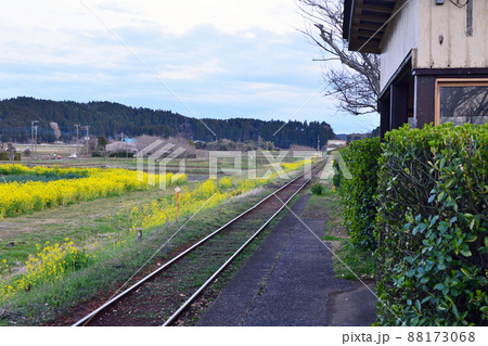 菜の花が咲く春のいすみ鉄道 菜の花が咲く春のいすみ鉄道 88173068
