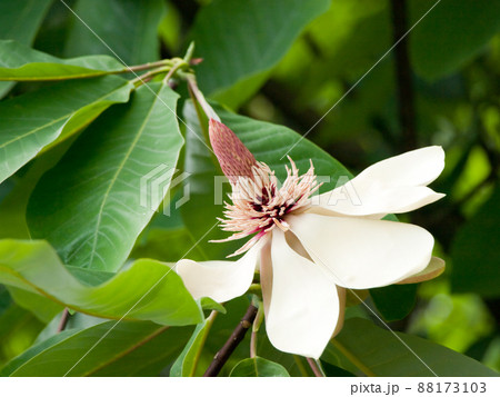 ホオノキの花、咲ききる。 ホオノキの花、咲ききる。 88173103