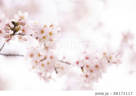 桜　満開　 88173117