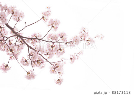 桜 満開  桜 満開  88173118
