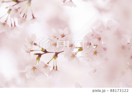 桜　満開　 88173122