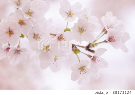 桜　満開　 88173124