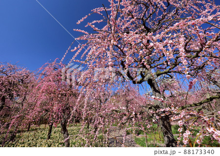 三重県桑名市長島町　長良川水辺のなばなの里　しだれ梅と日本水仙の花畑 88173340