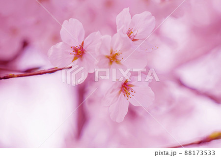 桜 桜 88173533