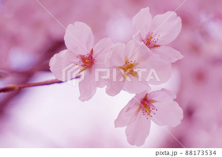 桜 88173534