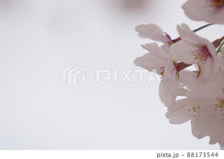 桜 88173544