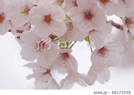 桜 桜 88173548