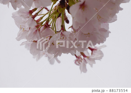 桜 桜 88173554