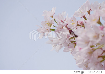 桜 桜 88173561