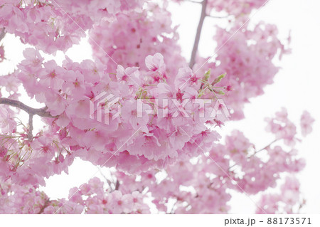 桜 桜 88173571