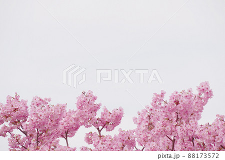 桜 88173572