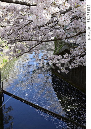 哲学の道　関雪桜の桜並木 88173632