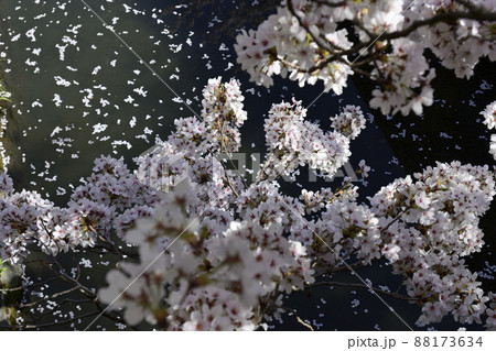 哲学の道 関雪桜の桜並木 哲学の道 関雪桜の桜並木 88173634