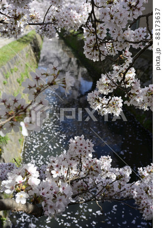 哲学の道　関雪桜の桜並木 88173637