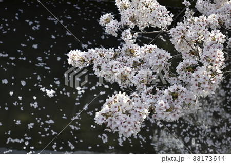 哲学の道 関雪桜の桜並木 哲学の道 関雪桜の桜並木 88173644