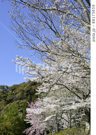 哲学の道　関雪桜の桜並木 88173659