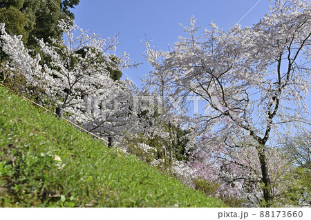 哲学の道　関雪桜の桜並木 88173660