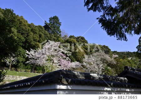 哲学の道 関雪桜の桜並木 哲学の道 関雪桜の桜並木 88173665