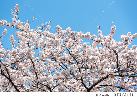 春、満開の桜と青空のイメージ 88173742