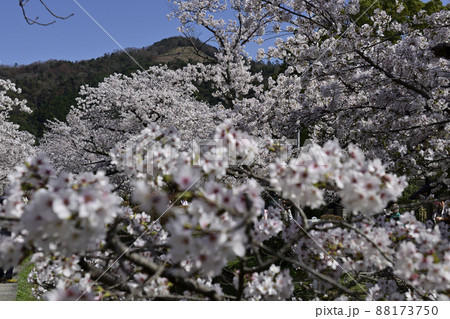 哲学の道 関雪桜と大文字(如意ヶ嶽) 哲学の道 関雪桜と大文字(如意ヶ嶽) 88173750