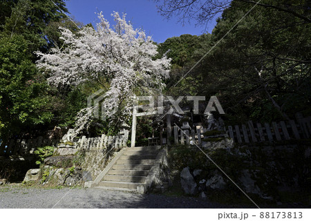 大豊神社 枝垂れ桜 大豊神社 枝垂れ桜 88173813