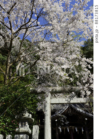 大豊神社　枝垂れ桜 88173815