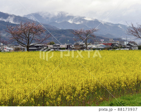 菜の花畑と桜並木 88173937