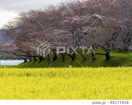 菜の花畑と桜並木 88173938