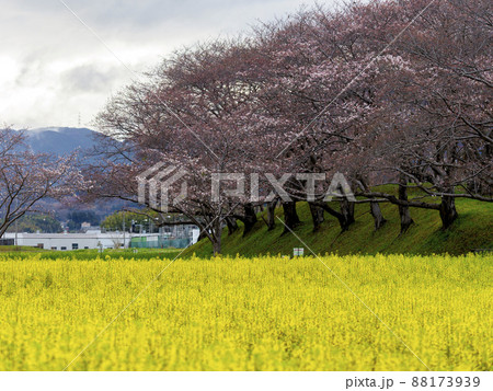 菜の花畑と桜並木 88173939