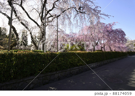 清流亭　枝垂れ糸桜 88174059