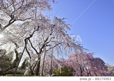 清流亭 枝垂れ糸桜 清流亭 枝垂れ糸桜 88174063