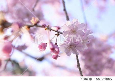 清流亭 枝垂れ糸桜 清流亭 枝垂れ糸桜 88174065