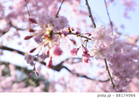 清流亭 枝垂れ糸桜 清流亭 枝垂れ糸桜 88174066