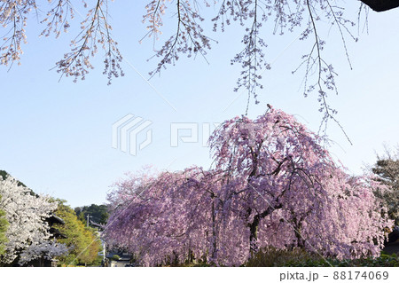 清流亭 枝垂れ糸桜 清流亭 枝垂れ糸桜 88174069