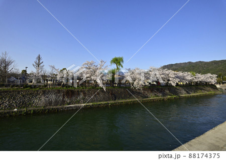 琵琶湖疎水(岡崎疎水)の桜並木 琵琶湖疎水(岡崎疎水)の桜並木 88174375