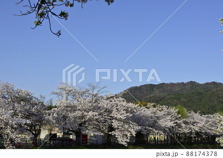 琵琶湖疎水(岡崎疎水)の桜並木 琵琶湖疎水(岡崎疎水)の桜並木 88174378