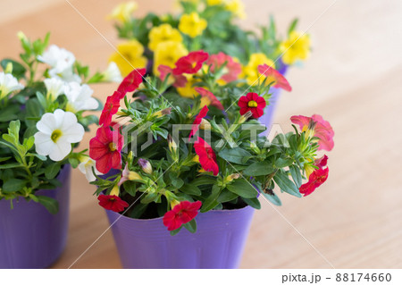 カリブラコア・ガーデニング・園芸・花・植物・ポット カリブラコア・ガーデニング・園芸・花・植物・ポット 88174660