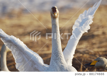 鳴きながら羽ばたくオオハクチョウ(北海道) 鳴きながら羽ばたくオオハクチョウ(北海道) 88174666
