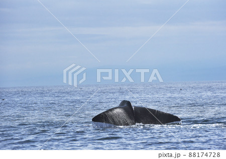 潜水を始めるマッコウクジラの尾びれ（北海道・羅臼沖） 88174728