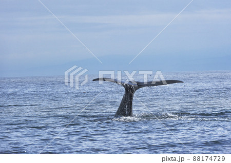 潜水を始めるマッコウクジラの尾びれ（北海道・羅臼沖） 88174729