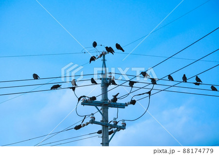 電線に止まった沢山のからす 鳥害イメージ 電線に止まった沢山のからす 鳥害イメージ 88174779
