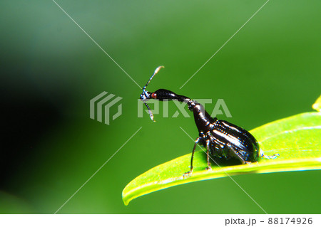 エゴツルクビオトシブミ（オス） 88174926